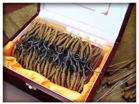 泰和冬虫夏草回收?